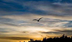 Preview wallpaper bird, silhouette, flight, wings, sky, sunset