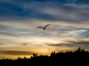 Preview wallpaper bird, silhouette, flight, wings, sky, sunset