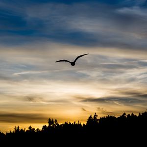 Preview wallpaper bird, silhouette, flight, wings, sky, sunset