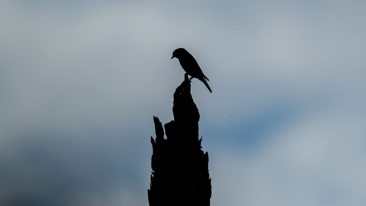 Wallpaper bird, silhouette, log, sky