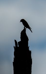 Preview wallpaper bird, silhouette, log, sky