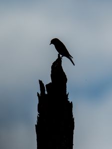 Preview wallpaper bird, silhouette, log, sky