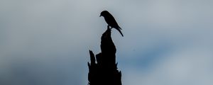 Preview wallpaper bird, silhouette, log, sky