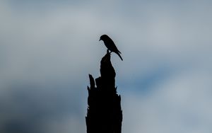 Preview wallpaper bird, silhouette, log, sky