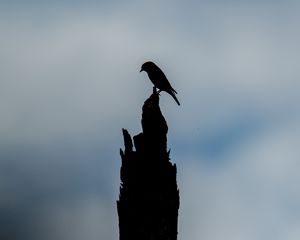 Preview wallpaper bird, silhouette, log, sky