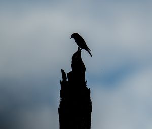 Preview wallpaper bird, silhouette, log, sky