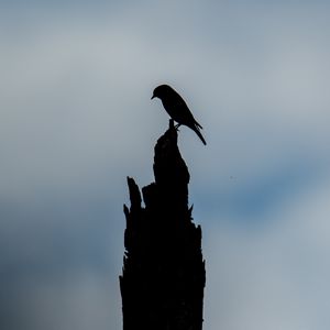 Preview wallpaper bird, silhouette, log, sky