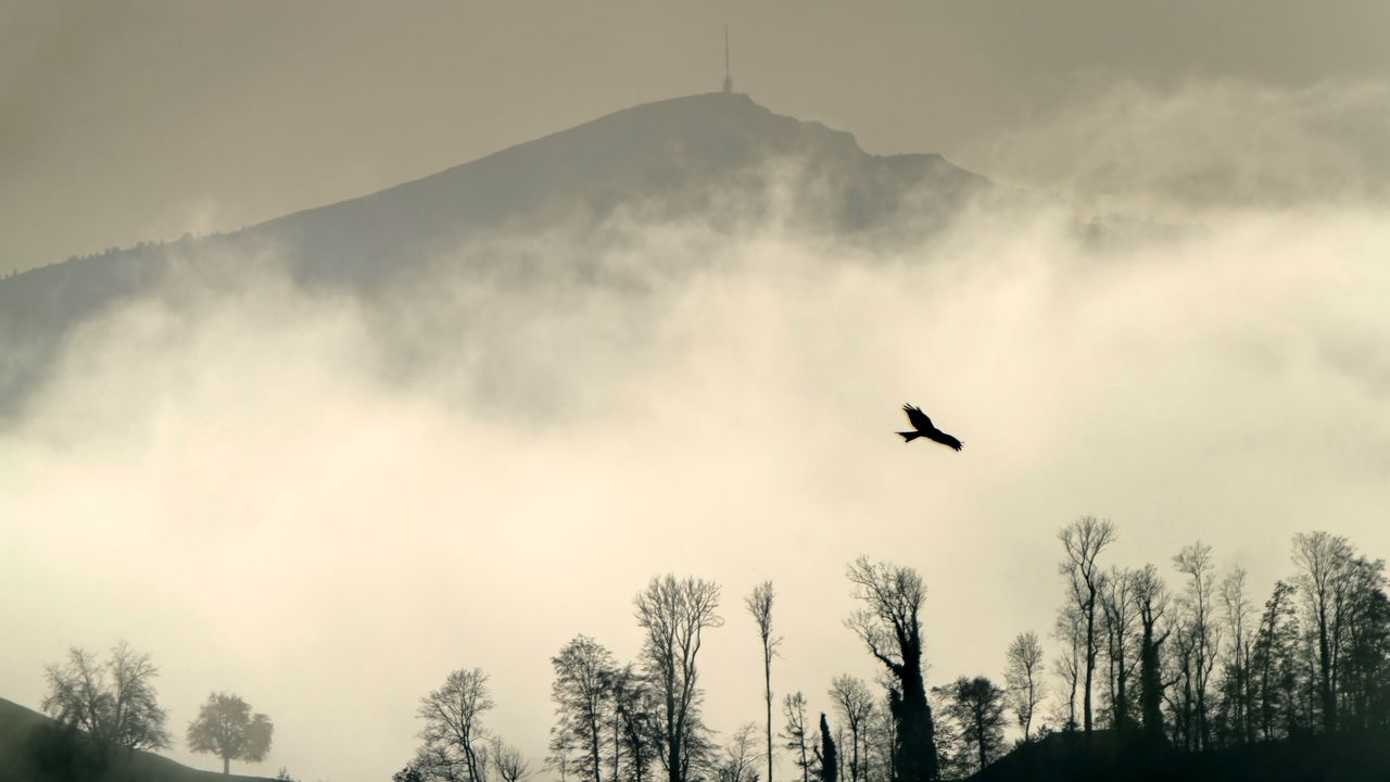 Wallpaper bird, silhouette, mountain, cloud, trees