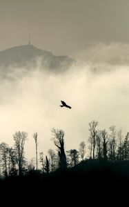 Preview wallpaper bird, silhouette, mountain, cloud, trees