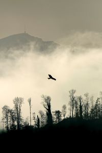 Preview wallpaper bird, silhouette, mountain, cloud, trees