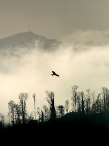 Preview wallpaper bird, silhouette, mountain, cloud, trees