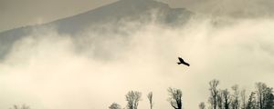 Preview wallpaper bird, silhouette, mountain, cloud, trees