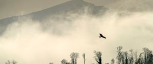Preview wallpaper bird, silhouette, mountain, cloud, trees