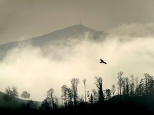 Preview wallpaper bird, silhouette, mountain, cloud, trees