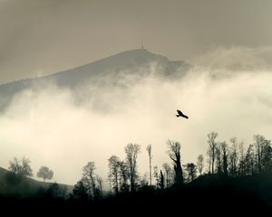 Preview wallpaper bird, silhouette, mountain, cloud, trees