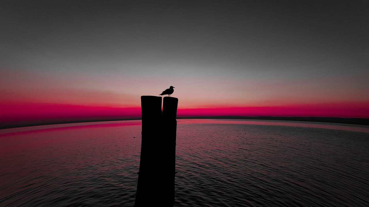 Wallpaper bird, silhouette, pillar, seagull, horizon, sea