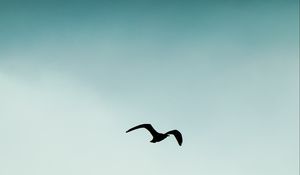 Preview wallpaper bird, silhouette, sky, flight