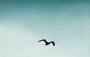 Preview wallpaper bird, silhouette, sky, flight