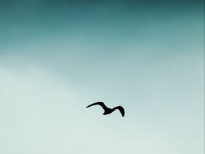 Preview wallpaper bird, silhouette, sky, flight