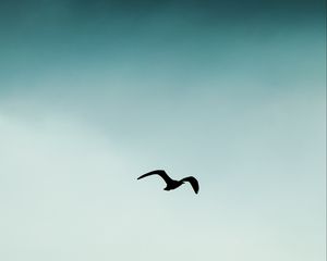 Preview wallpaper bird, silhouette, sky, flight