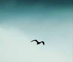 Preview wallpaper bird, silhouette, sky, flight