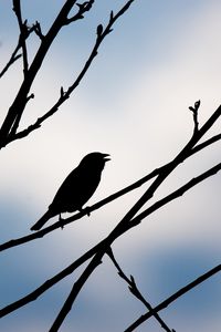 Preview wallpaper bird, silhouette, sky