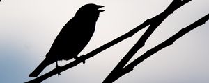 Preview wallpaper bird, silhouette, sky