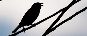Preview wallpaper bird, silhouette, sky