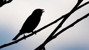 Preview wallpaper bird, silhouette, sky