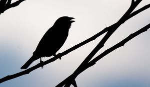 Preview wallpaper bird, silhouette, sky