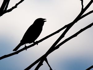 Preview wallpaper bird, silhouette, sky