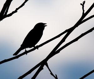 Preview wallpaper bird, silhouette, sky