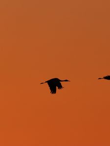 Preview wallpaper bird, silhouette, sky, minimalism