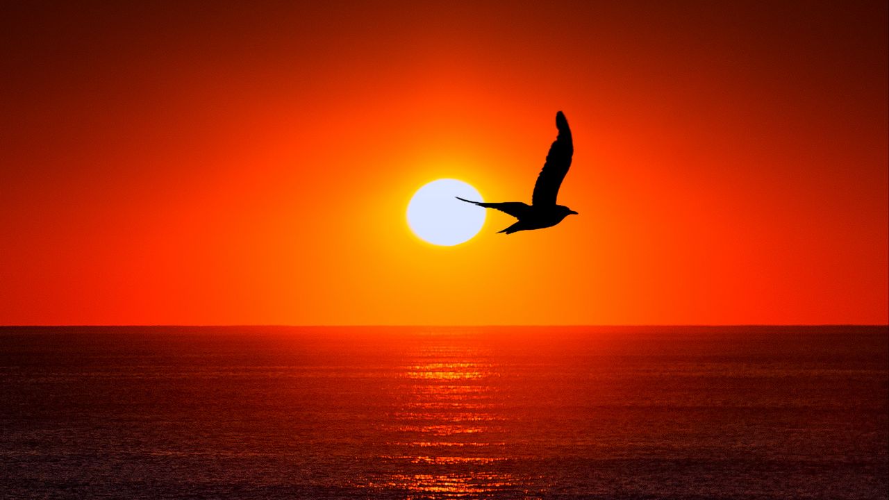 Wallpaper bird, silhouette, sun, sea, sky