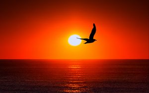 Preview wallpaper bird, silhouette, sun, sea, sky