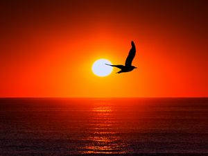 Preview wallpaper bird, silhouette, sun, sea, sky