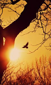 Preview wallpaper bird, silhouette, sunset, flight, branches, tree