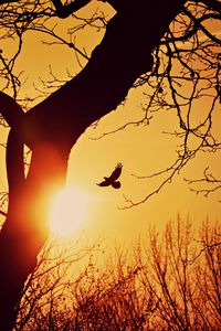 Preview wallpaper bird, silhouette, sunset, flight, branches, tree