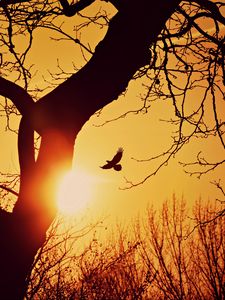 Preview wallpaper bird, silhouette, sunset, flight, branches, tree
