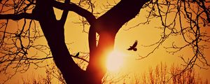 Preview wallpaper bird, silhouette, sunset, flight, branches, tree