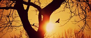 Preview wallpaper bird, silhouette, sunset, flight, branches, tree