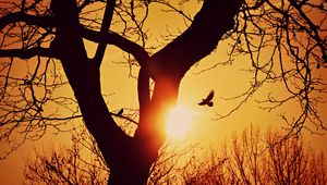 Preview wallpaper bird, silhouette, sunset, flight, branches, tree