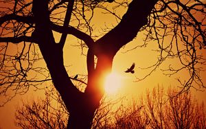 Preview wallpaper bird, silhouette, sunset, flight, branches, tree
