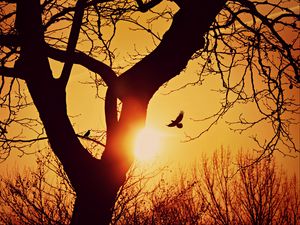 Preview wallpaper bird, silhouette, sunset, flight, branches, tree