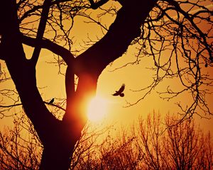 Preview wallpaper bird, silhouette, sunset, flight, branches, tree
