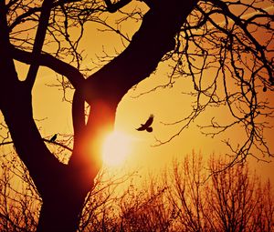 Preview wallpaper bird, silhouette, sunset, flight, branches, tree