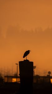 Preview wallpaper bird, silhouette, trumpet, evening, dark