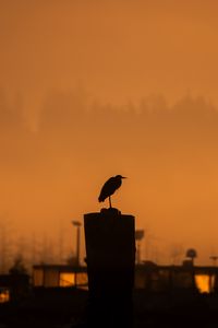 Preview wallpaper bird, silhouette, trumpet, evening, dark