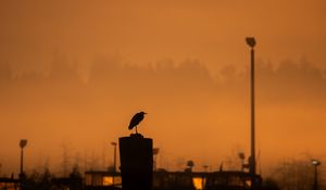 Preview wallpaper bird, silhouette, trumpet, evening, dark