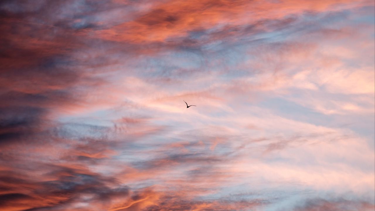 Wallpaper bird, sky, clouds, flight
